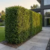 Green boutiQ - 16x Taxus baccata - Eibe - Heckenpflanzen - Produktbild-Vorschau 5