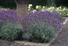 Lavandula angustifolia 'Dwarf Blue' | 12 stuks - 10-25cm - Anteprima dell’immagine prodotto 5