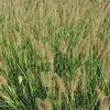6 x Niedriges Lampenputzergras - Pennisetum alopecuroides  Produktbild-Vorschau 2
