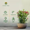 Sunny Tree - Roślina - Oleander - Nerium Oleander - Podgląd zdjęcia produktu 2