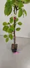A small potted cherry tree with green leaves and white flowers, standing on a light gray surface against a white background. Náhľad obrázku produktu