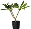 Plumeria czerwona Frangipani - Plumeria rubra - Wysokość Podgląd zdjęcia produktu 1