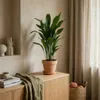 1x Aspidistra Elatior Zimmerpflanze, 80 cm Höhe, 19 cm Produktbild-Vorschau 2