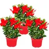 Dipladenia - Jasmín chilský - 10cm květináč - sada 3 Náhled obrázku produktu 1