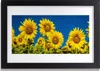 Bild 30x20 MDF-Rahmen Wandkunst Pflanze Sonnenblumen Produktbild-Vorschau 1