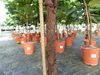 Ficus lyrata | Geigenfeige | Feigenbaum | 125 - 155 cm | Produktbild-Vorschau 7