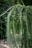 A close-up view of the weeping branches of a Larix kaempferi 'Stiff Weeper' tree. Produktbild-Vorschau
