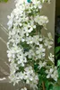 Clematis montana 'Grandiflora', weiße Blüten, 60–100 cm Produktbild-Vorschau 2