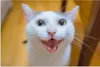 MuchoWow® Poster Katze - Tier - Weiß 60x40 cm - Produktbild-Vorschau 1