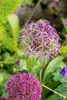 Allium christophii, Sternkugel-Lauch, silbrig-violett, ca. Produktbild-Vorschau 6