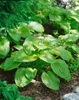 Hosta plantaginea 'Honeybells', Duftende Funkie, ca. 11x11 Produktbild-Vorschau 2