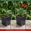 Stauden Gänge 1 x Echinacea purpurea 'Lakota Red' - Roter Produktbild-Vorschau 5