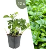 Plants by Frank | 12 Ysander Pflanzen | Pachysandra Produktbild-Vorschau 1