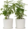 Two potted plants with green leaves and white pots against a white background. Produktbild-Vorschau
