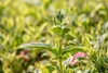 Weigela florida 'Nana Variegata', Weigelie, buntlaubig, Produktbild-Vorschau 6