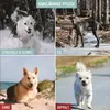 A collage of four images showing dogs in different environments: snow, ice, sand, and asphalt. Produktbild-Vorschau