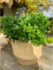 A potted plant on a wooden surface with a blurred background. Voir les images du produit
