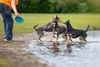 Beeztees Hundespielzeug Frisbee Dog o Soar Gummi Farblich Produktbild-Vorschau 7