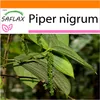 SAFLAX Garden in the bag - skutočné korenie - Piper nigrum Náhľad obrázku produktu 10
