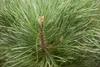 Pinus sylvestris 'Watereri', Kiefer, kompakt, 50–60 cm Produktbild-Vorschau 3