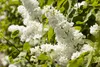 Syringa vulgaris 'Mme Lemoine', Flieder, weiß, 40–60 cm Produktbild-Vorschau 7