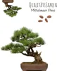 Außergewöhnliche Bonsai Samen mit hoher Keimrate - Pflanzen Produktbild-Vorschau 3