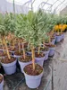 Lavandula angustifolia Hochstamm Lavendel winterhart 60-80 Produktbild-Vorschau 3