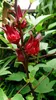 Roselle (Hibiscus sabdariffa) - 10 semi Anteprima dell’immagine prodotto 3