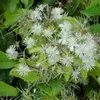 2 x Clematis Summer Snow | zestaw 2 powojników - białe, Podgląd zdjęcia produktu 5