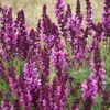 6 x Sauge de Frise orientale  - Salvia nemorosa « Rose Voir les images du produit 1