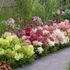 Hydrangea panniculata Groundbreaker Blush -Greeny - Ruby - Podgląd zdjęcia produktu 6