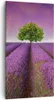 Bild auf Leinwand - Leinwandbild - Wiese lavenda Sommer Produktbild-Vorschau 1