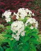 Phlox paniculata 'Fujiyama', Flammenblume, weiß, ca. 11x11 Produktbild-Vorschau 2
