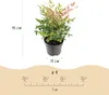Green boutiQ - Plante de jardin - Nandina Twilight - Voir les images du produit 3