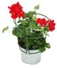 Geranien hängend - Pelargonium peltatum - 12cm Topf - Set Produktbild-Vorschau 2