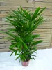 [Palmenlager] XL Rhapis excelsa - Steckenpalme 100-120 cm Produktbild-Vorschau 2