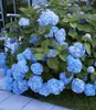 BALDUR Garten 2er Winterhart Hortensien-Sortiment Hydrangea Produktbild-Vorschau 2