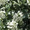 2 x  Arbusto andino  - Escallonia 'Iveyi'  | 30-40 cm in Anteprima dell’immagine prodotto 1