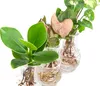 Dehner Waterplant Set, Wasserpflanzen in Vasen, 3-teilig, Produktbild-Vorschau 3