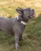 collare per cani lionto riflettente, imbottito e regolabile Anteprima dell’immagine prodotto 2