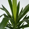 Jukka - Yucca elephantipes - Wysokość 70-80cm - ⌀17cm Podgląd zdjęcia produktu 4
