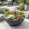 Green boutiQ - 6x Sempervivum Big Sam - Hauswurz Big Sam - Produktbild-Vorschau 6