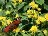 SAFLAX - Skutečný zlatobýl - Solidago virgaurea - 100 Náhled obrázku produktu 4