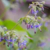 6 x Rauling orientale - Trachystemon orientalis | vaso 9cm Anteprima dell’immagine prodotto 2