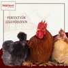 Supravit Legemehl für Hühner mit Oregano 25kg | GVO - Produktbild-Vorschau 5