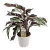A potted Calathea Fusion White plant against a white background. Anteprima dell’immagine prodotto
