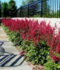 Stauden Gänge 3 x Astilbe arendsii ‚Astary Red‘ - Produktbild-Vorschau 2