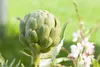 Cynara scolymus, Artischocke, ca. 11x11 cm Topf Produktbild-Vorschau 10