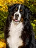 CALVENDO Puzzle Berner Sennenhund - Herbststimmung | 1000 Produktbild-Vorschau 3