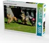 CALVENDO Puzzle Afghanischer Windhund - am Start | 1000 Produktbild-Vorschau 1
